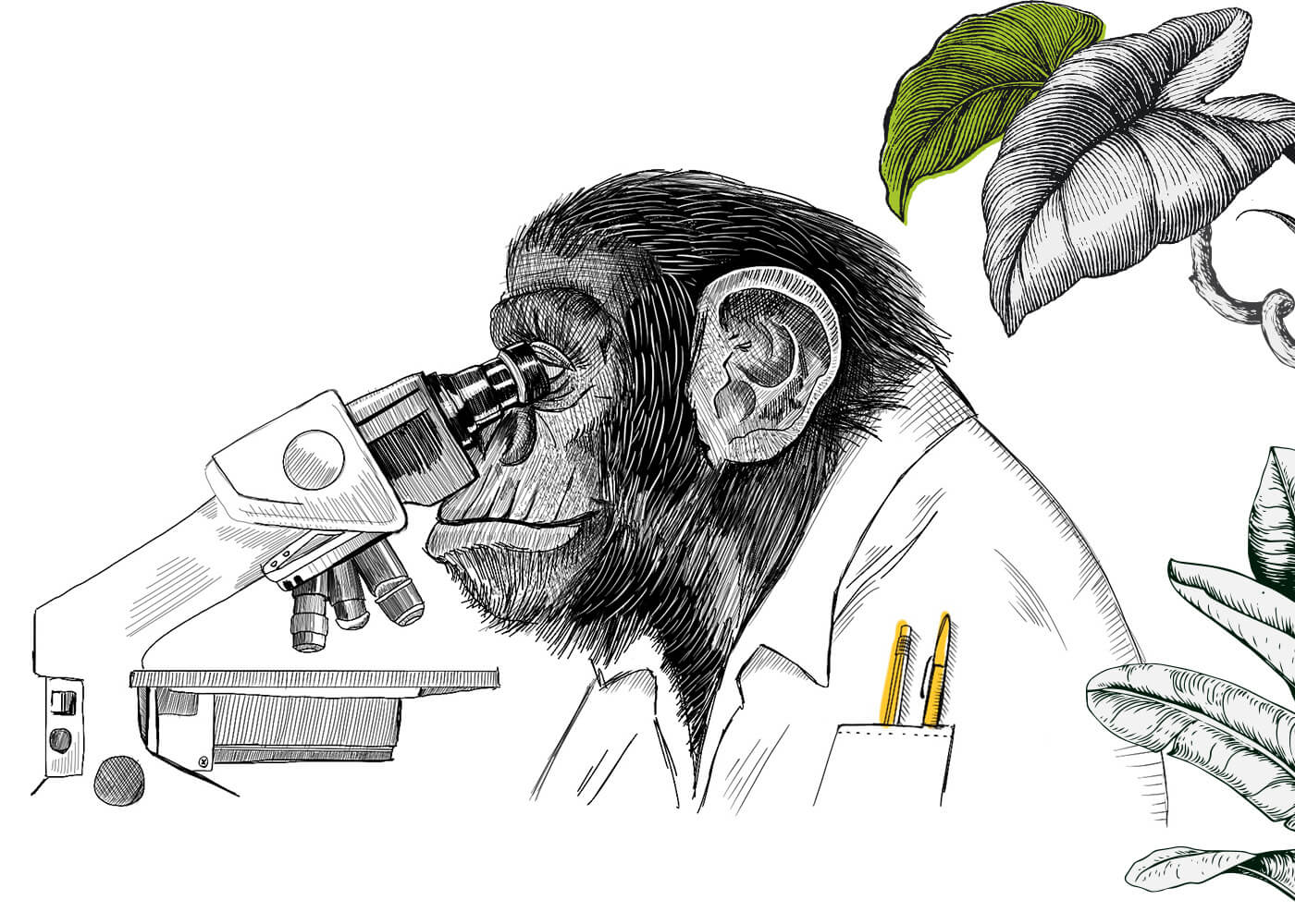 Monkey looking through a microscope